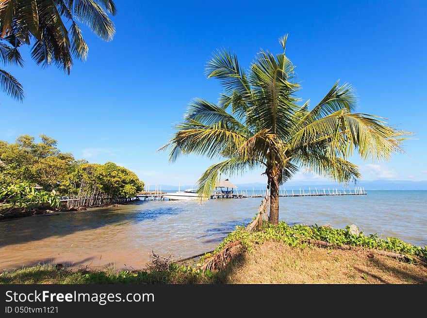 Tropical landscape. Coconut palm on the blue sky and sea. Old wooden boat pier.