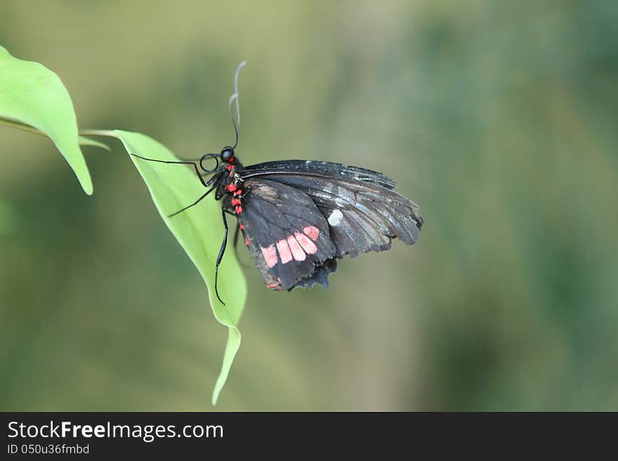 Butterfly on a branch