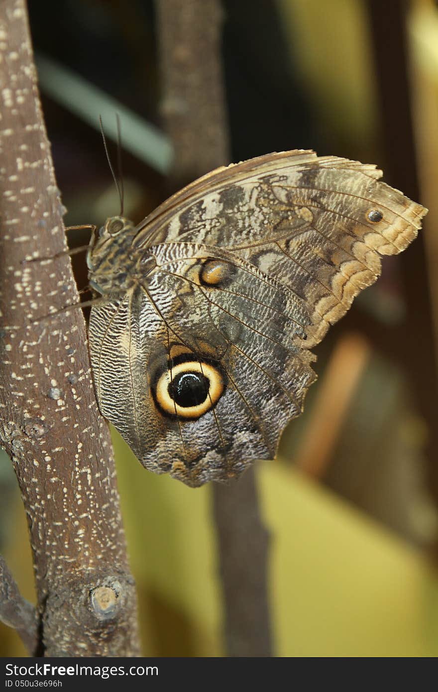 Butterfly on a branch