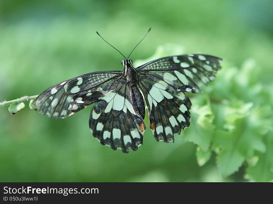 Butterfly on a branch