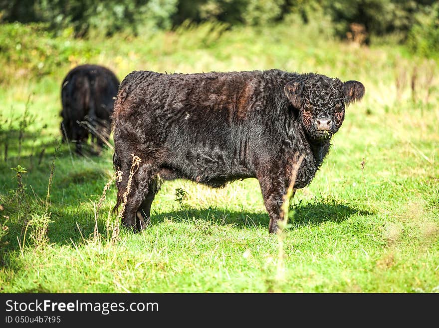 Galloway cattle