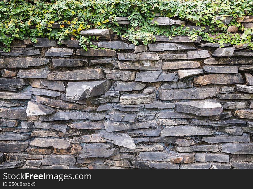 The climbing fig on the stone wall