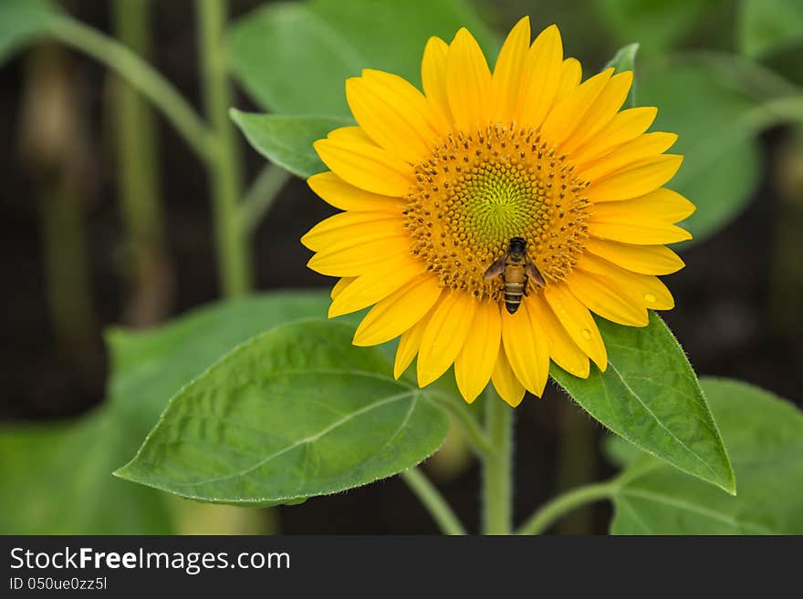 Sunflower and working bee in the park