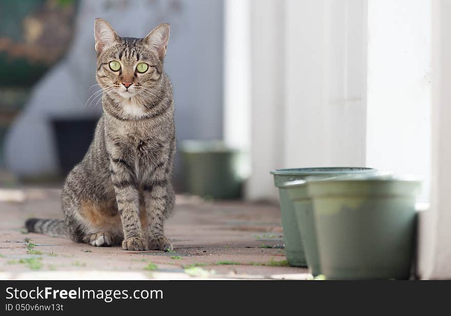 A Cat Looking Toward You When It is in The Garden. A Cat Looking Toward You When It is in The Garden.