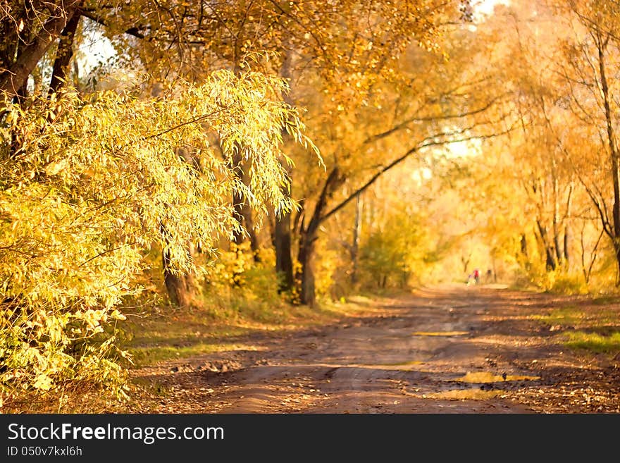 Dirt road in autumn forest. Dirt road in autumn forest