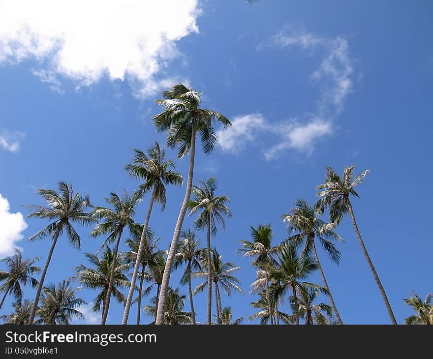 Tropical sunny day