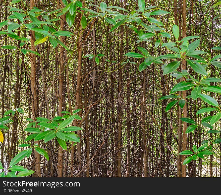 Young mangrove forest