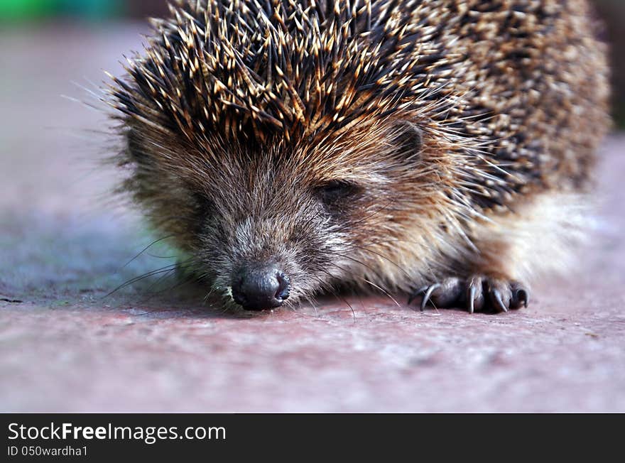 Hedgehog close up