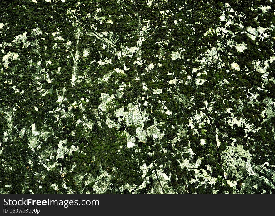 Background green moss on stone