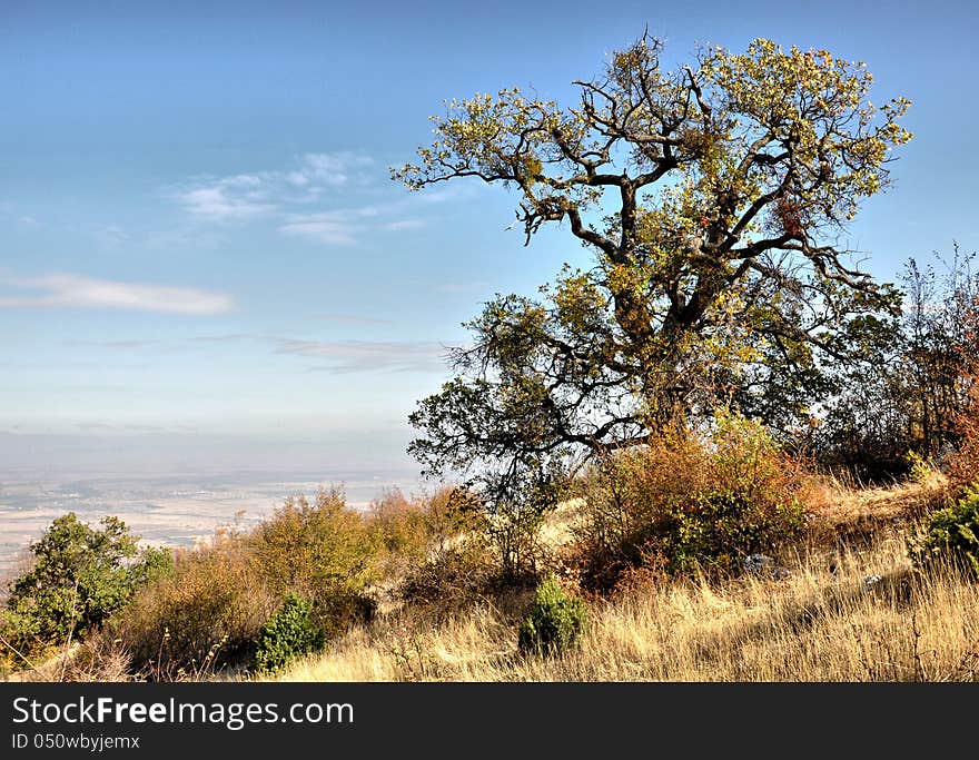 Tree On A Hillside In The Sky