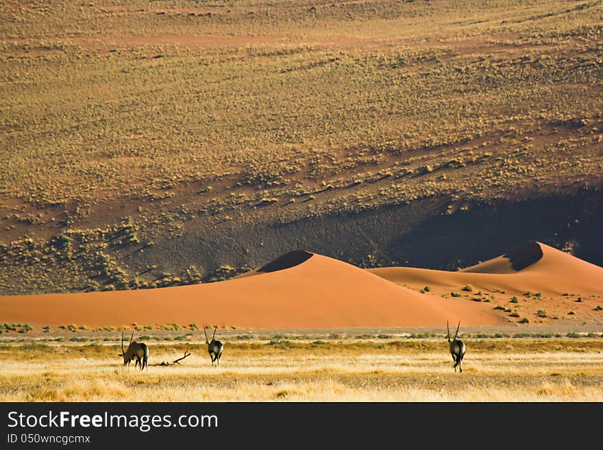 Sand dune in Namib-Naukluft National Park, Namibia