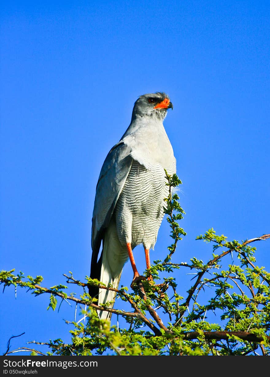 Pale chanting goshawk in Etosha National Park Namibia