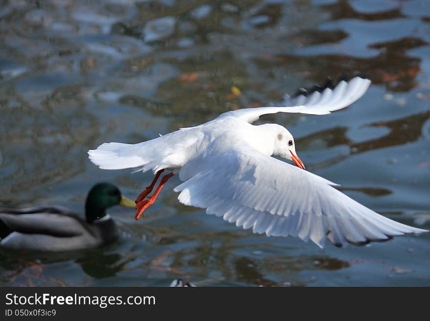 Kingfisher flying above IOR lake,. Kingfisher flying above IOR lake,