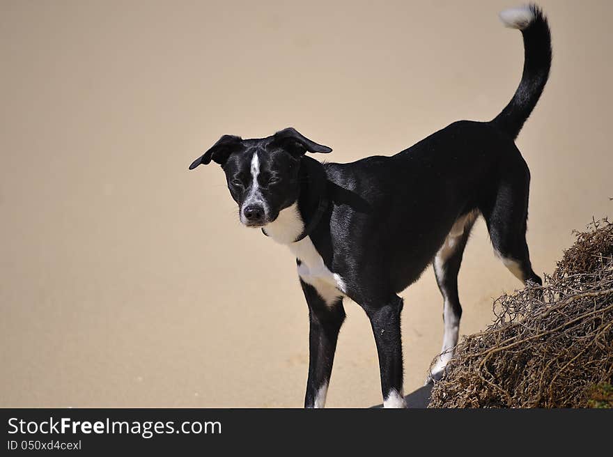 Black and white dog on blurred background. Black and white dog on blurred background