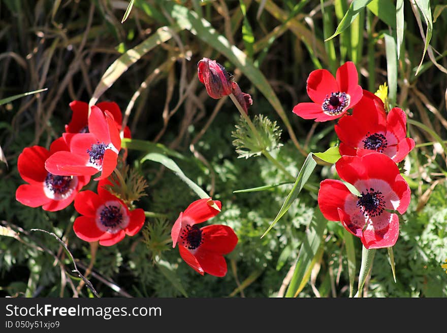 Red Anemones