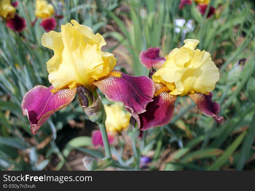 Two yellow-purple irises in flower bed. Two yellow-purple irises in flower bed