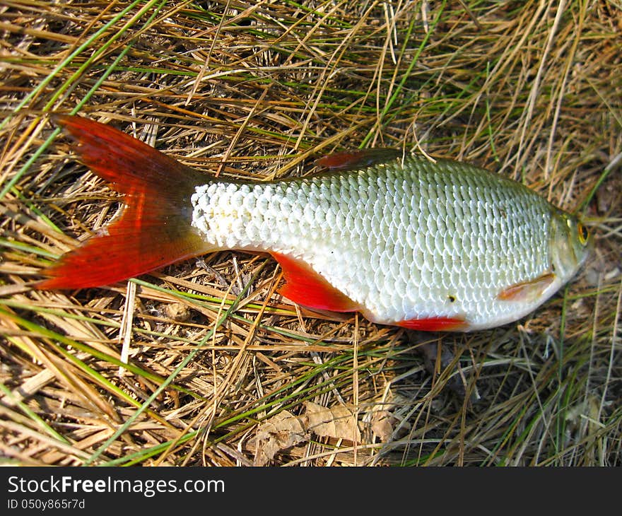 Beautiful rudd laying on a grass