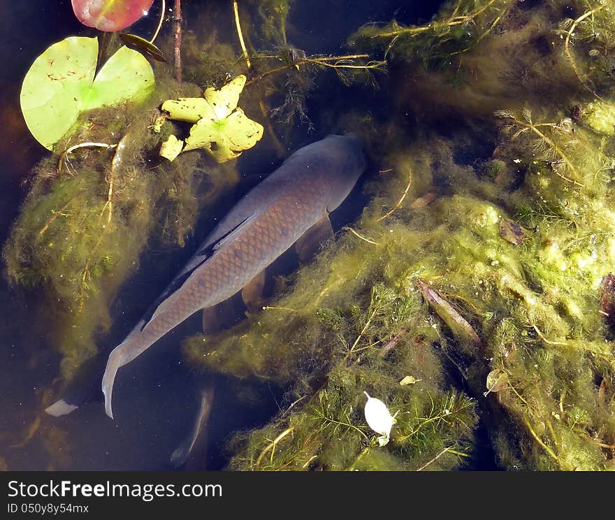 Fish Between Water Weeds