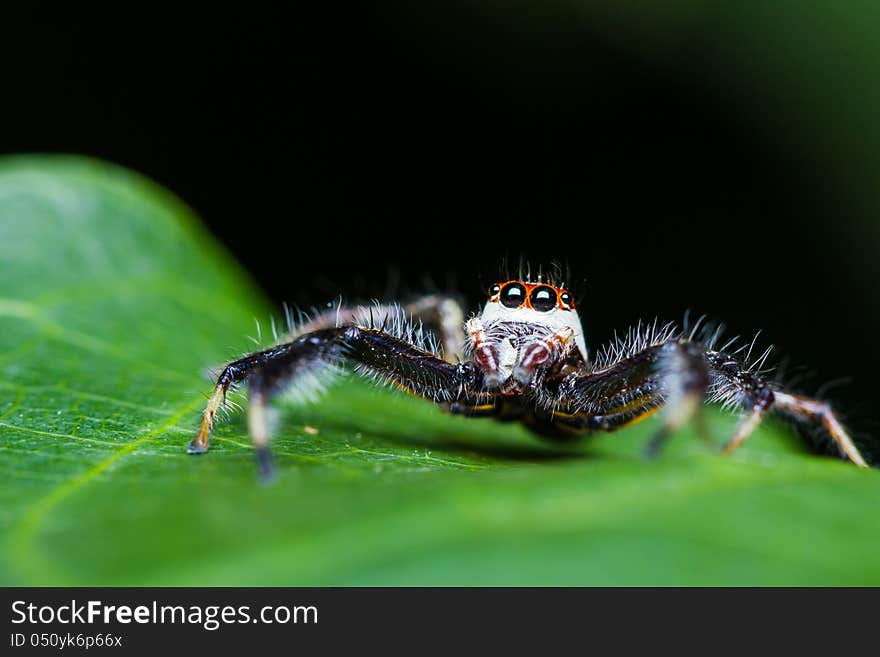 Telamonia Dimidiata jumping spider