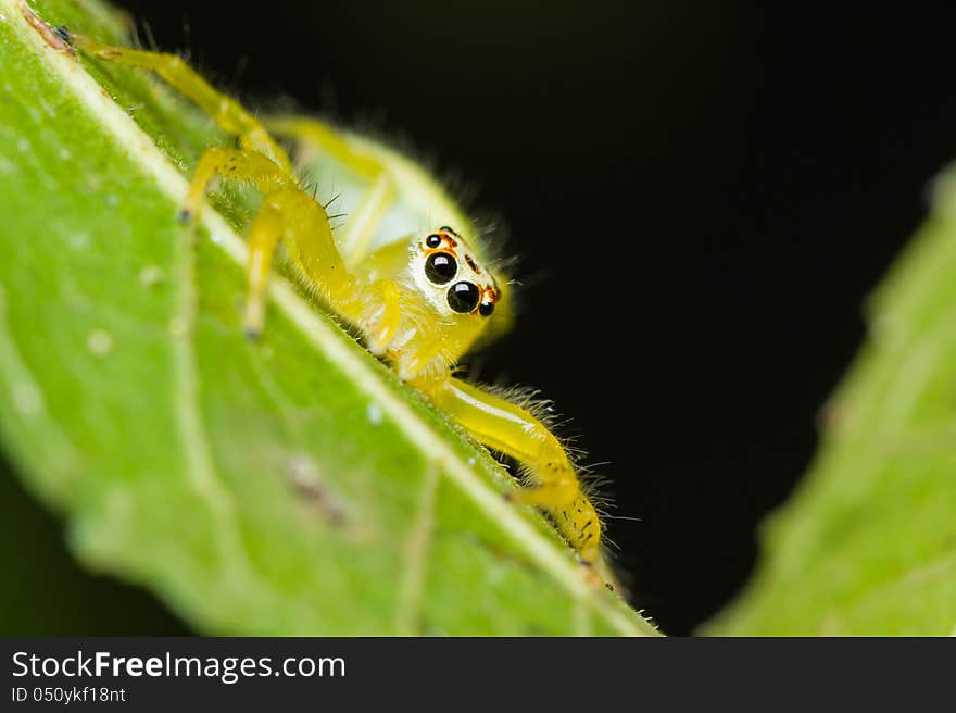 Epocilla calcarata jumping Spider on green leaf. Epocilla calcarata jumping Spider on green leaf