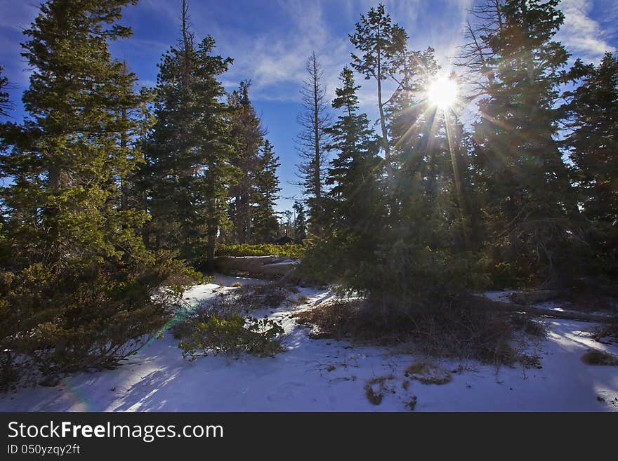 Rays through trees in Bryce Canyon