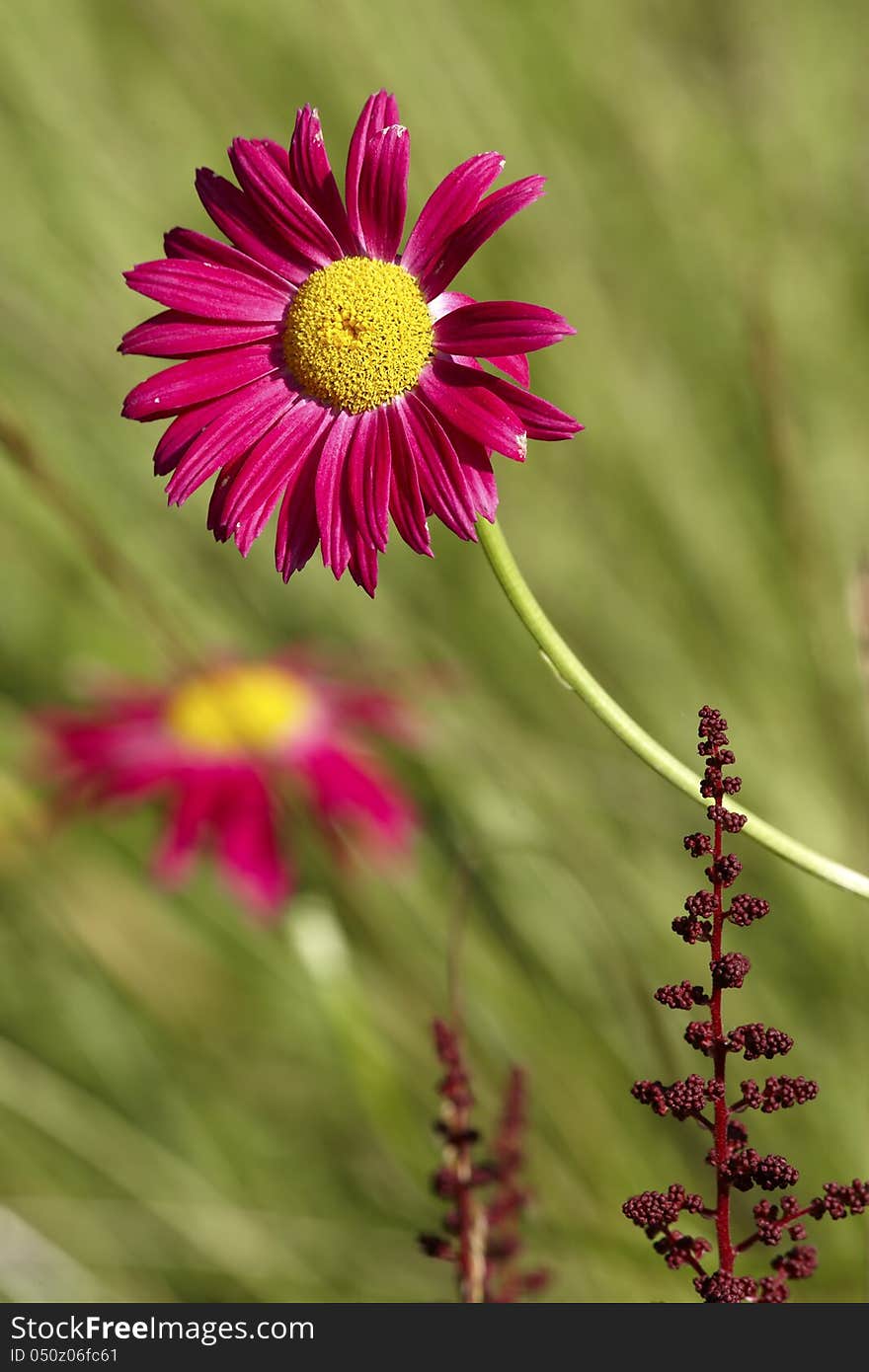 The scarlet flower on meadow