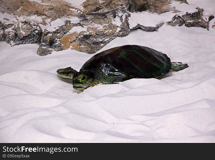 Turtle at the Beach