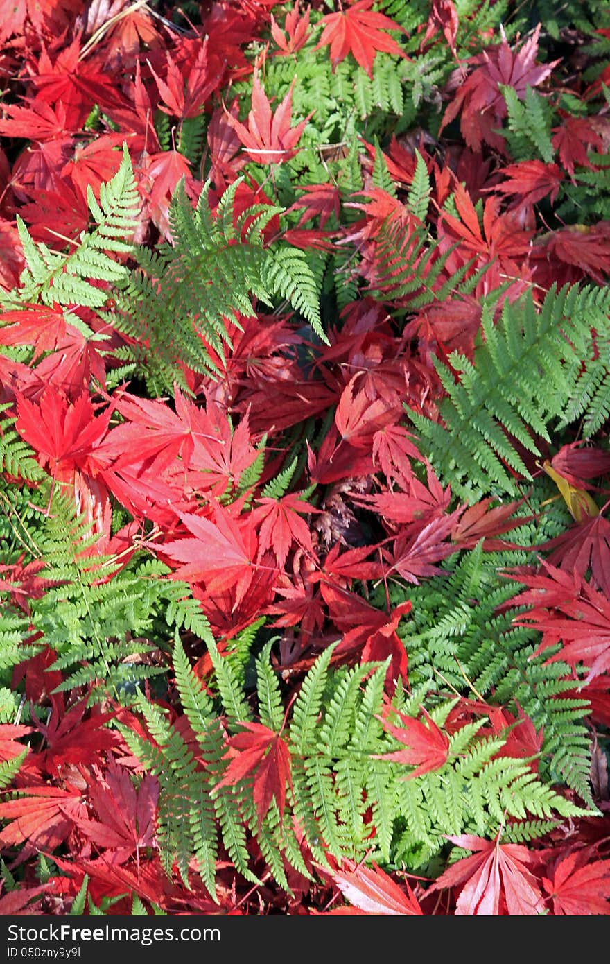 Carpet from red and green leaves. Carpet from red and green leaves