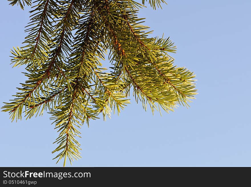 Christmas tree branch isolated on clear blue sky