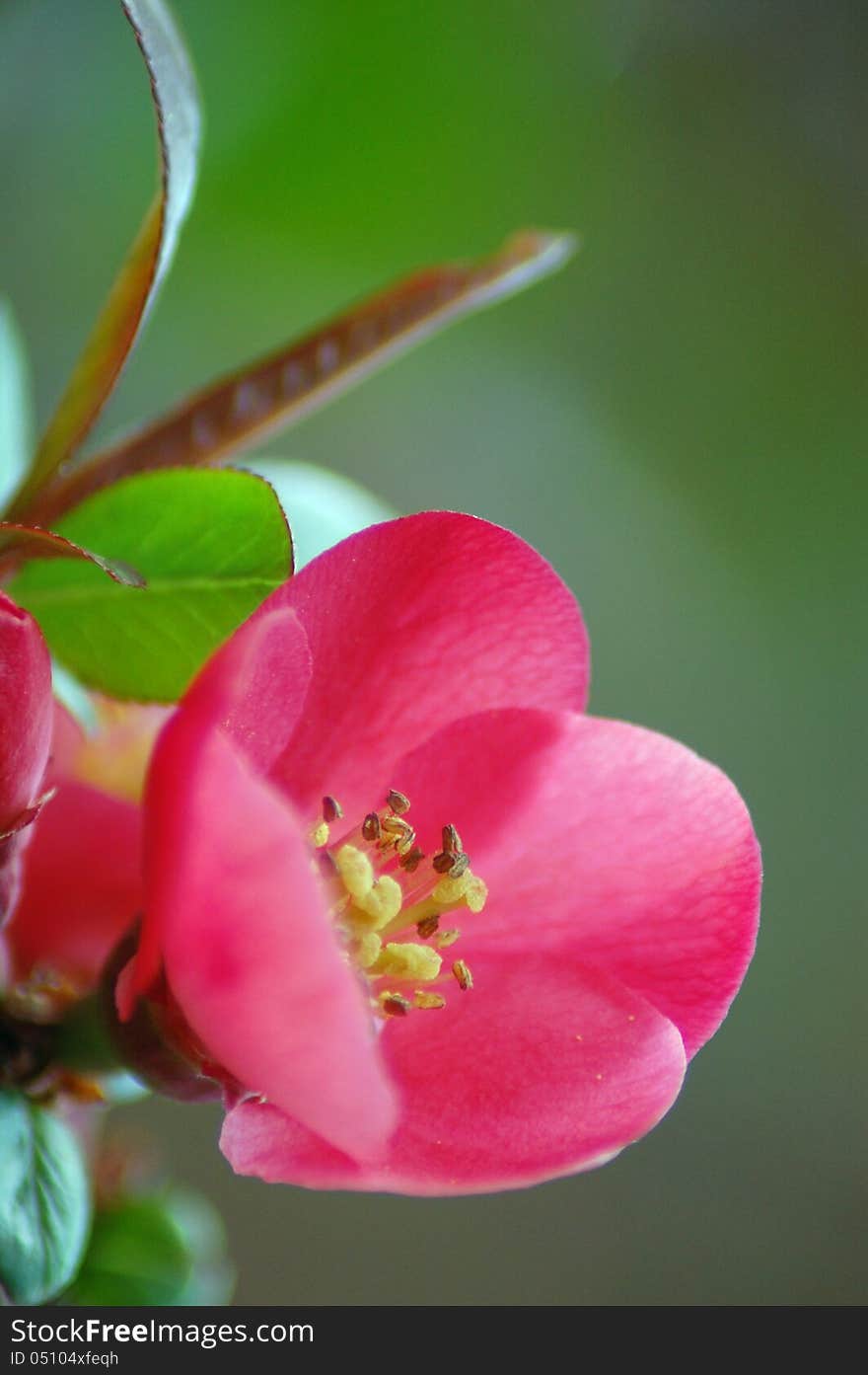 Detail of a Quince flower. Detail of a Quince flower.