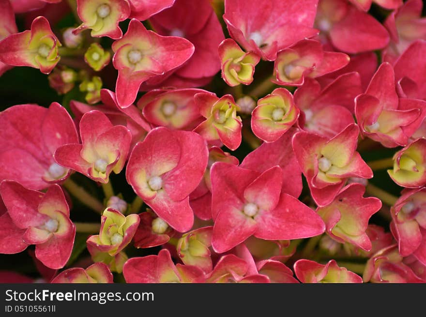 Hydrangea