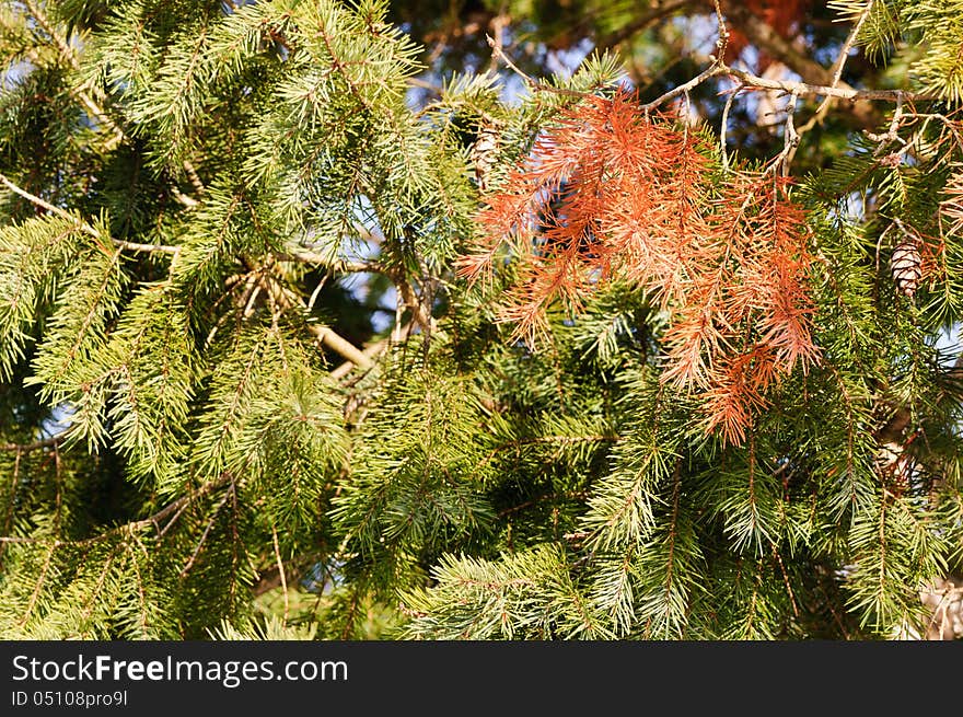 Christmas tree branches-green and brown