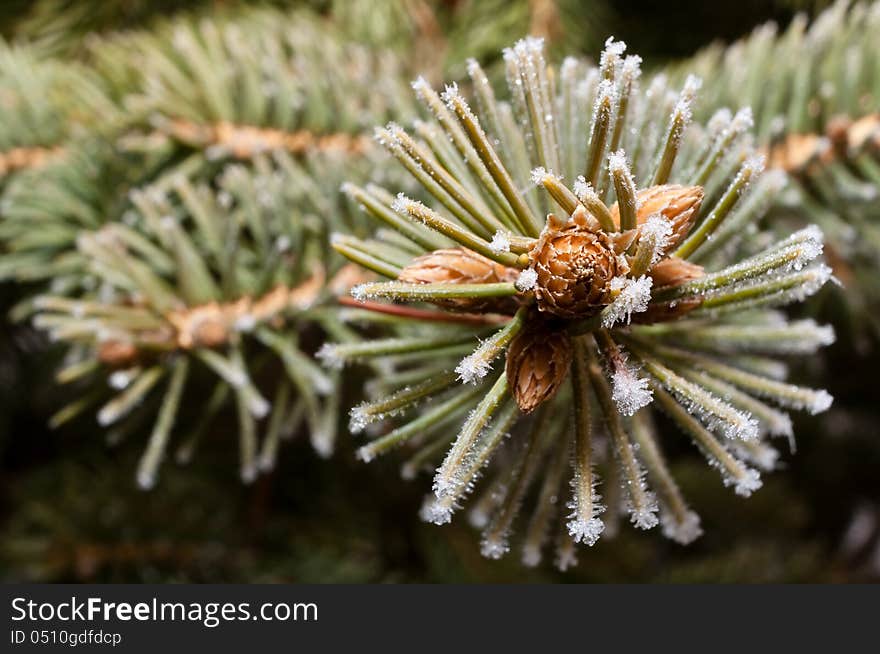 Pin tree sprout covered in ice. Pin tree sprout covered in ice