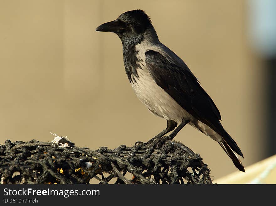 View of a crow perched on some netting. View of a crow perched on some netting.