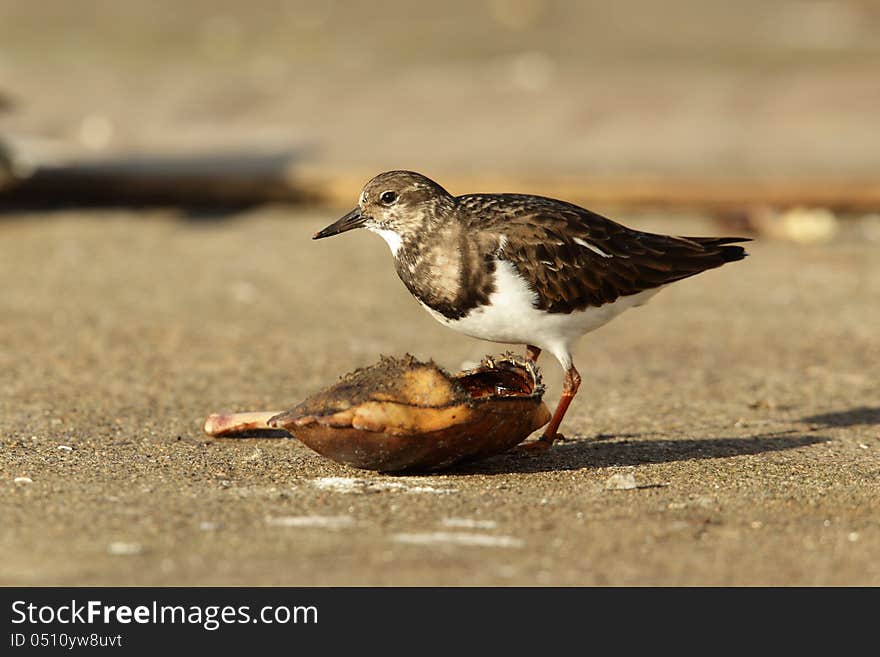 View of a turnstone feeding on crab. View of a turnstone feeding on crab.