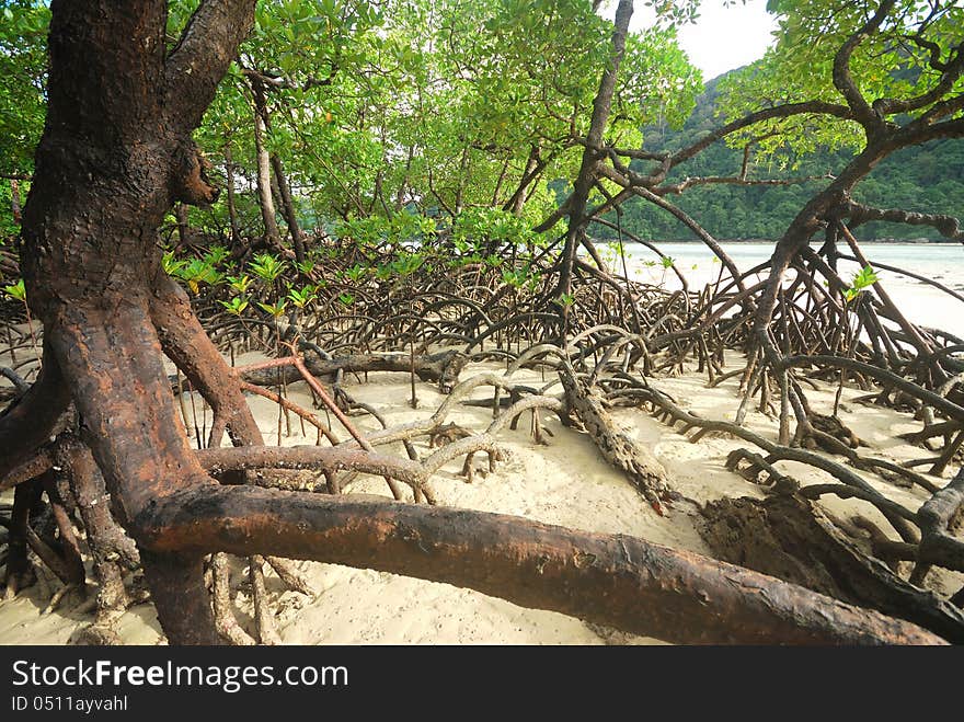 Mangrove plants growing in wetlands. A protective earth connection from the storm. And breeding animals. Mangrove plants growing in wetlands. A protective earth connection from the storm. And breeding animals.