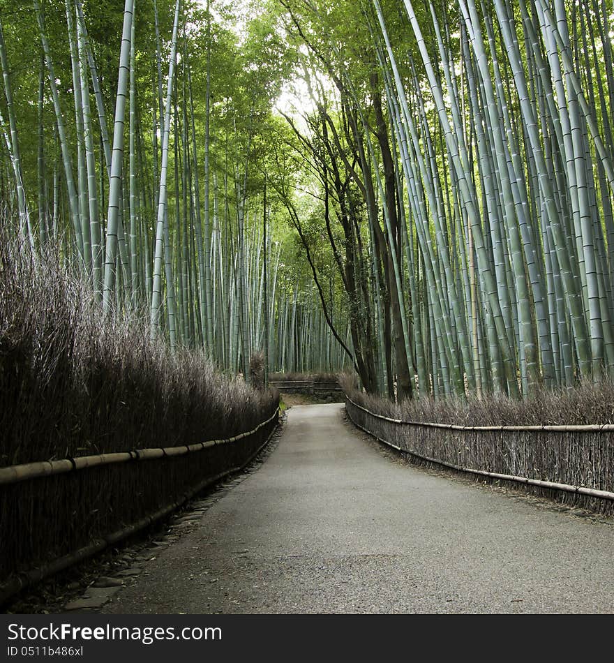 Bamboo grove in Arashiyama in Kyoto, Japan near the famous Tenryu-ji temple. Tenryuji is a Zen Buddhist temple which means temple of the heavenly dragon and is a World Cultural Heritage Site.