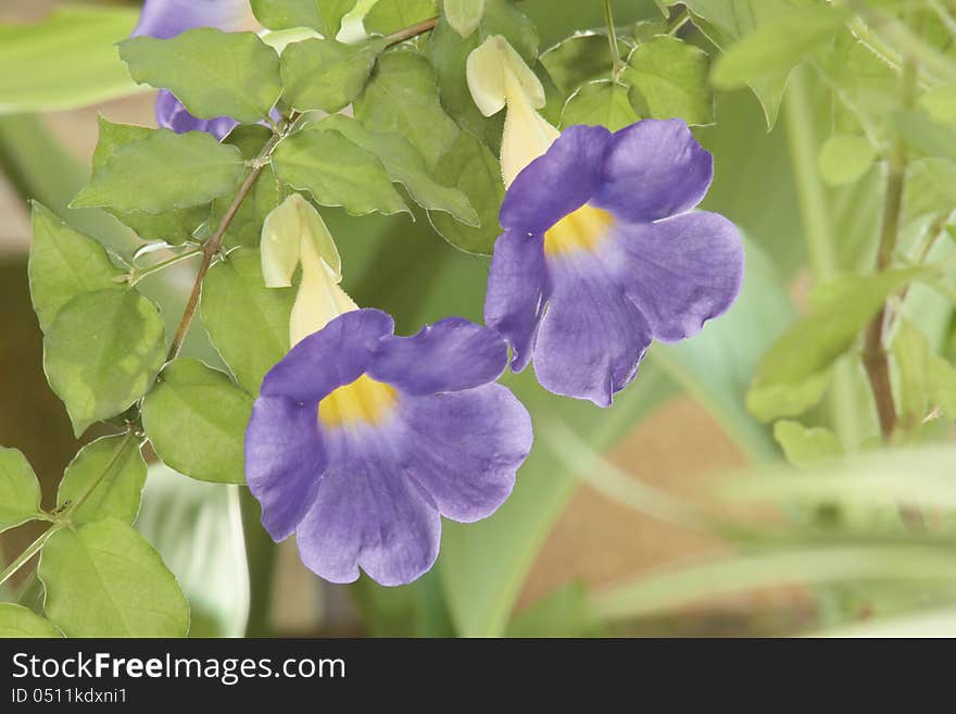 Thunbergia/thunbergia Battiscombei