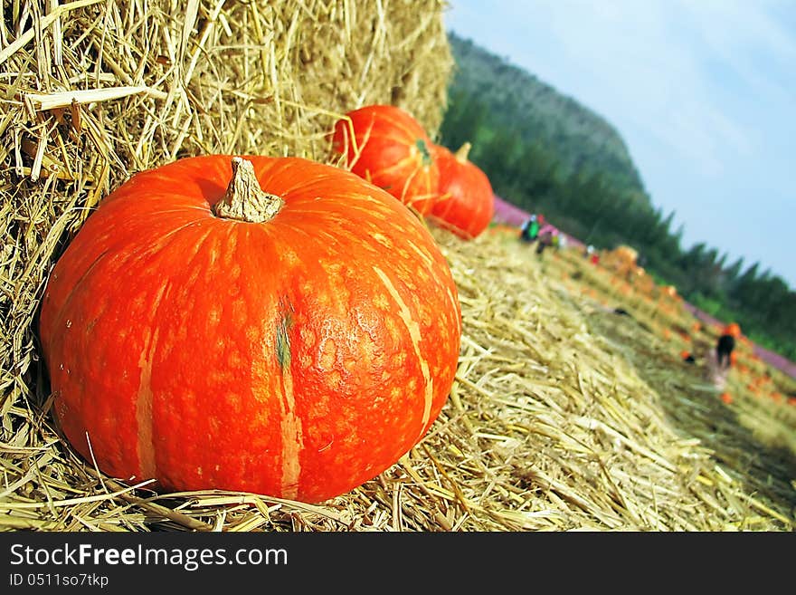 Orange pumpkins at Jim Thomson farm, Thailand