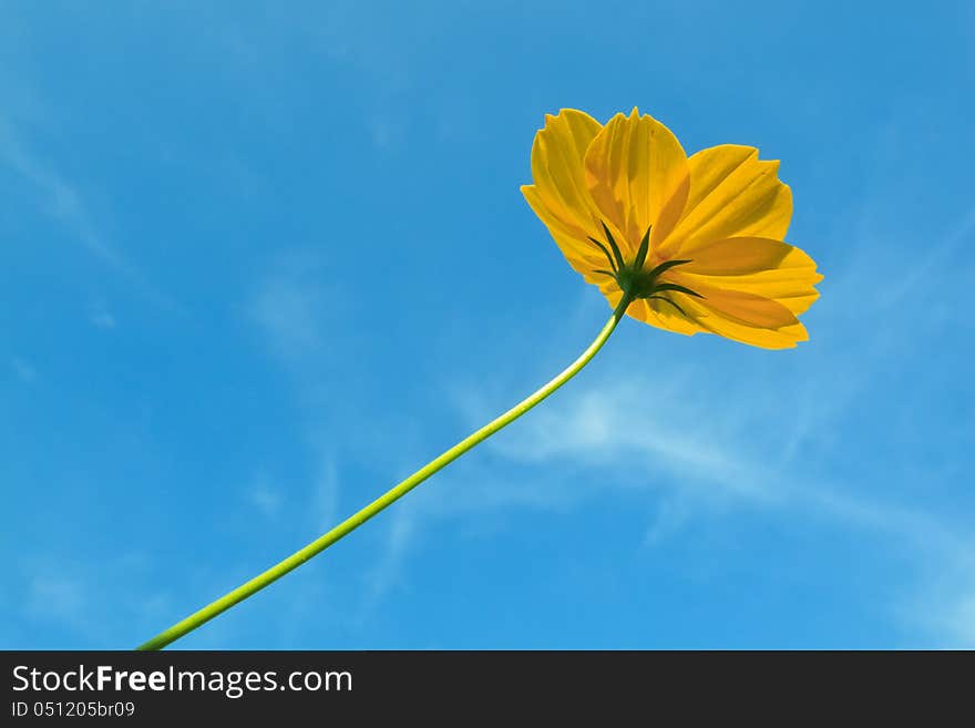 Yellow Mexican daisy