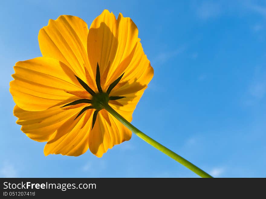 Yellow Mexican Daisy