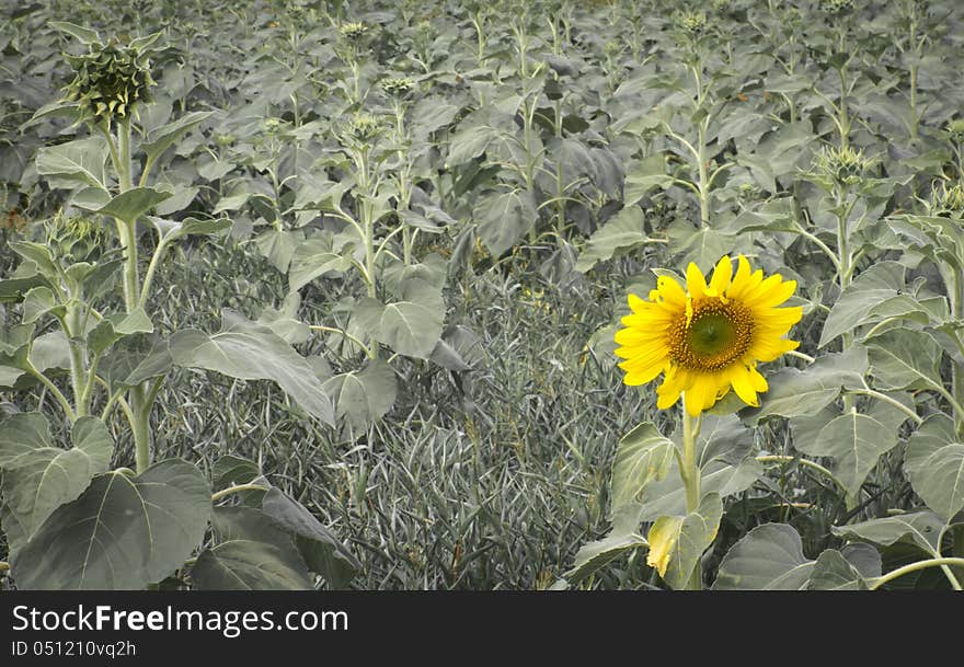 Young sunflower