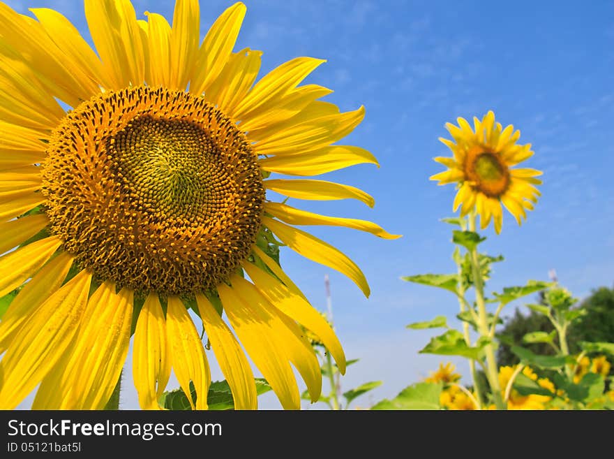 Close up sunflower with blue sky background. Close up sunflower with blue sky background