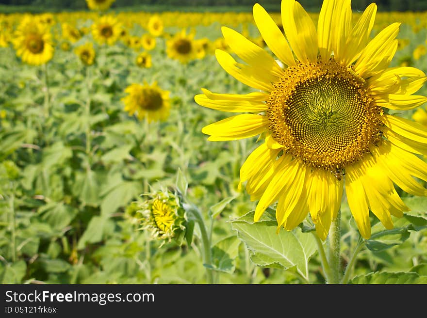 Sunflowers