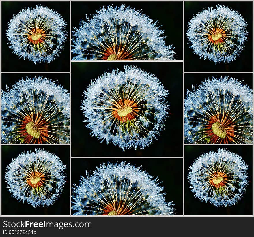 Dandelion with dew drops