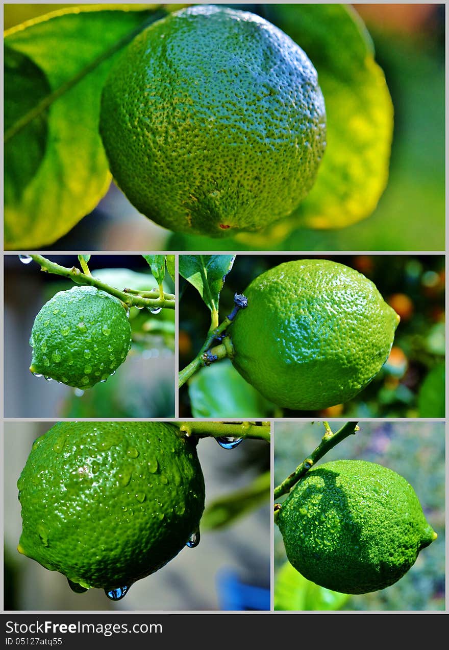 Lemon on tree