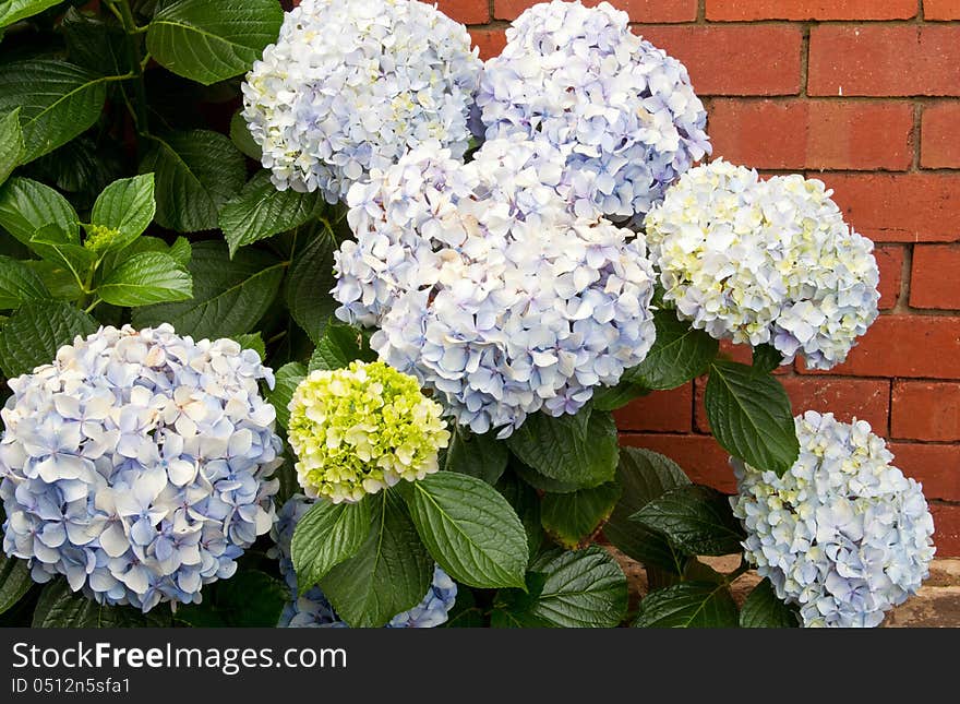 Hydrangea blossoms and foliage against a face brick wall.