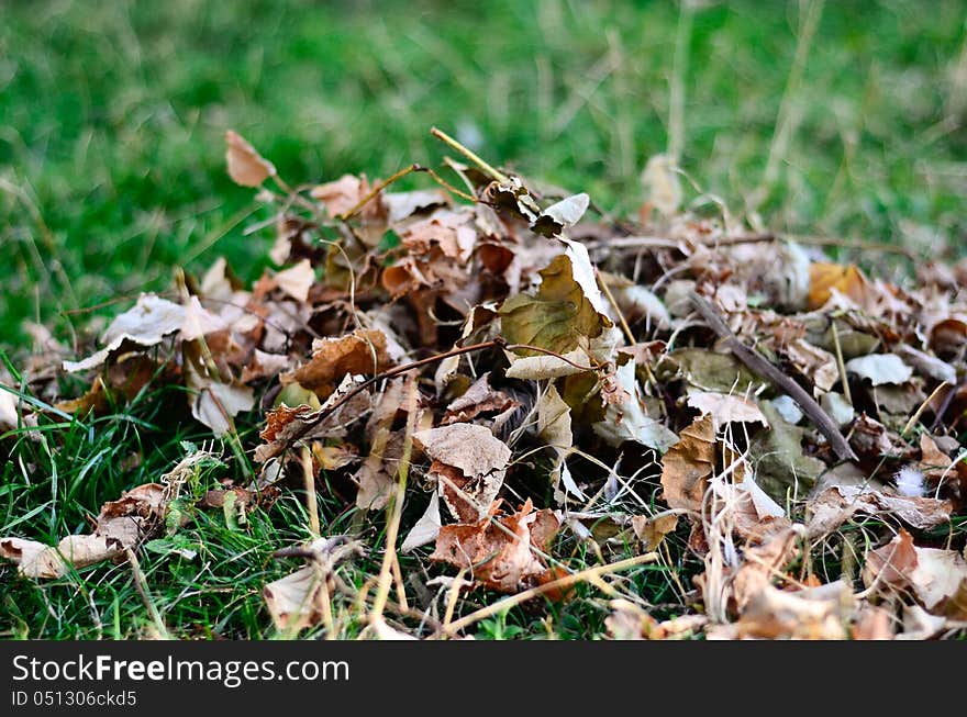 Leafs grass autumn macro enviroment