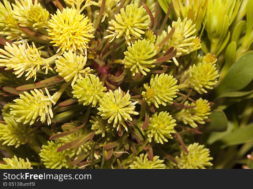 Close up image of the Broadleave Featherbush as photographed in the Kirstenbosch Botanical Garden in South Africa. Close up image of the Broadleave Featherbush as photographed in the Kirstenbosch Botanical Garden in South Africa