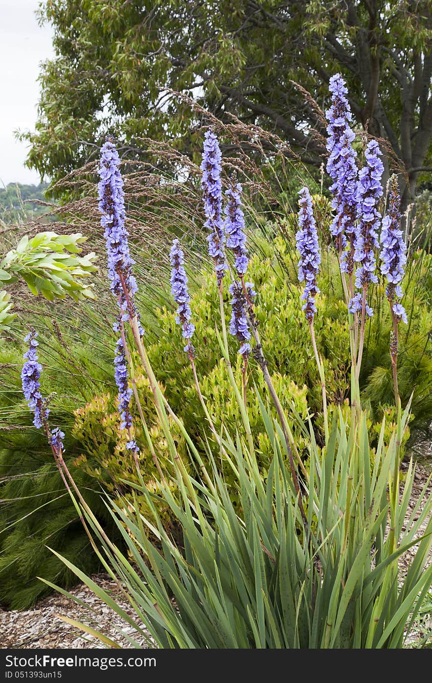 A picture showing the complete Erica fairii as photographed in the Kirstenbosch botanical garden. A picture showing the complete Erica fairii as photographed in the Kirstenbosch botanical garden